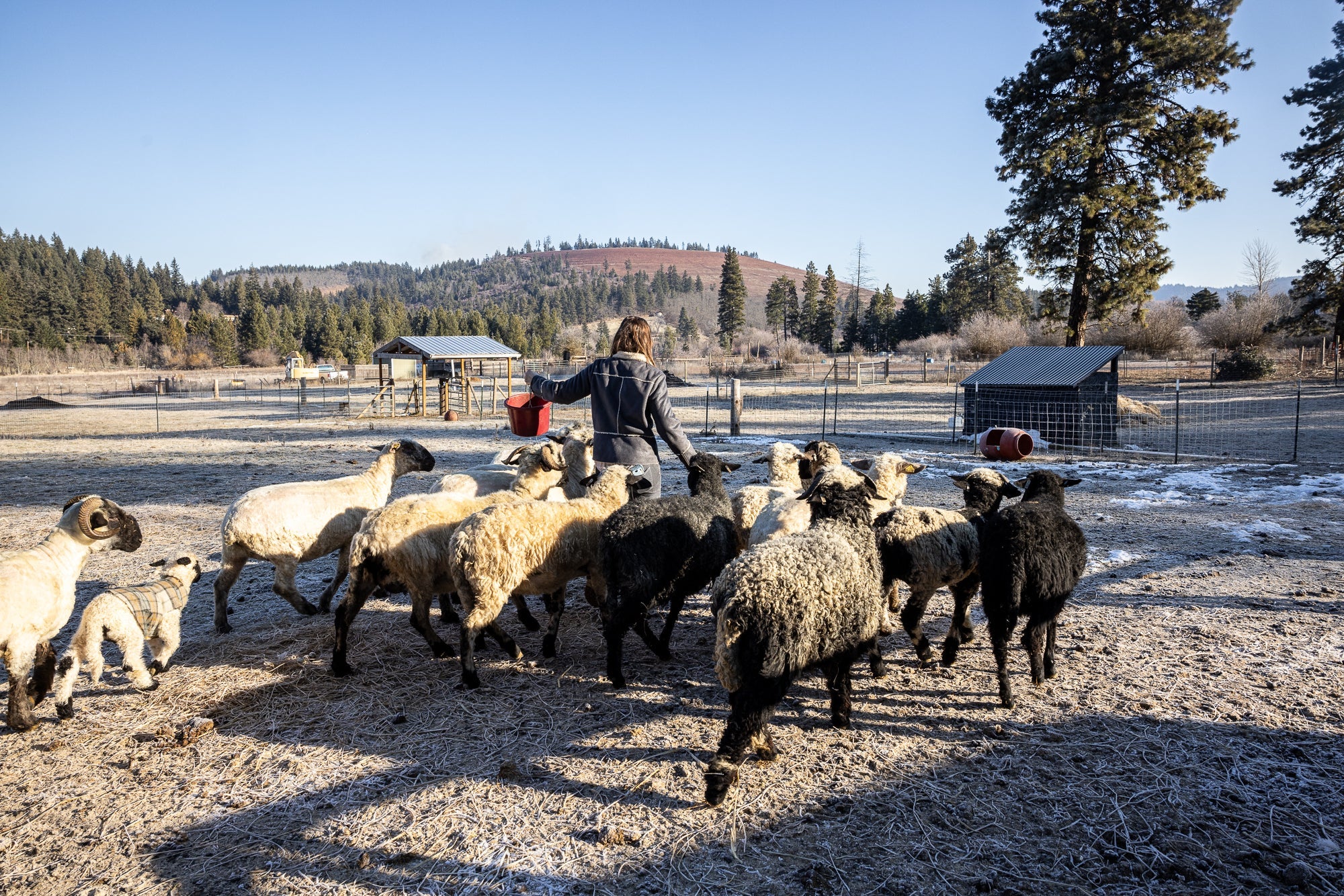 The Flock - Heritage Woolworks
