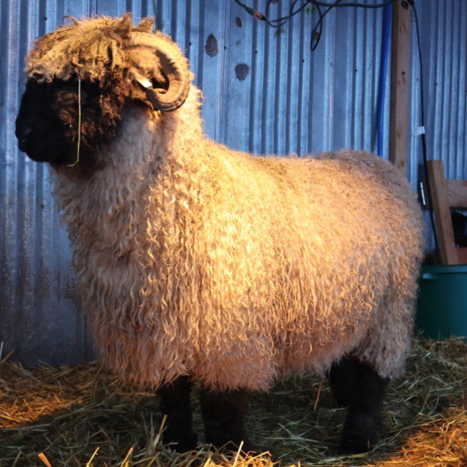 Custom Felted Fleece Rug – Made from Your Favorite Sheep