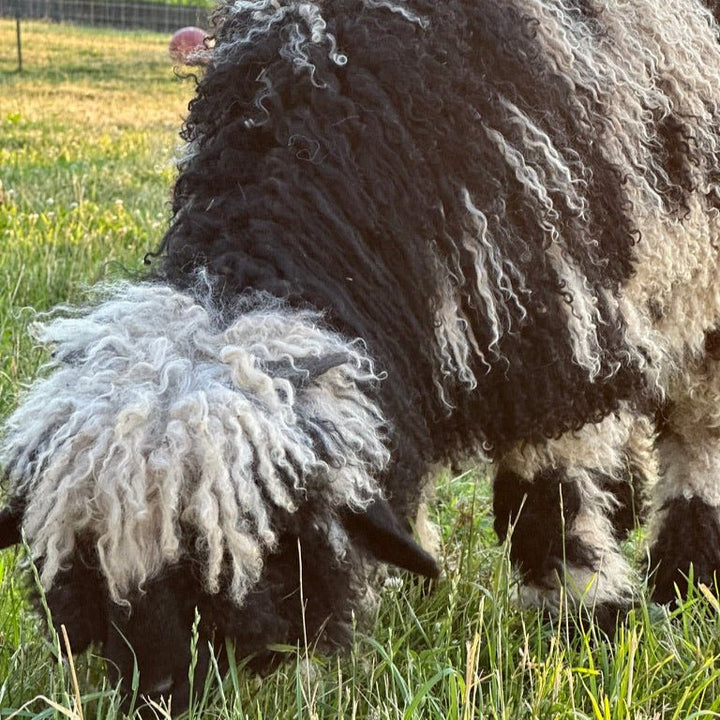 Beatrice: F2 Valais Blacknose - Ranch Relaxo Farm