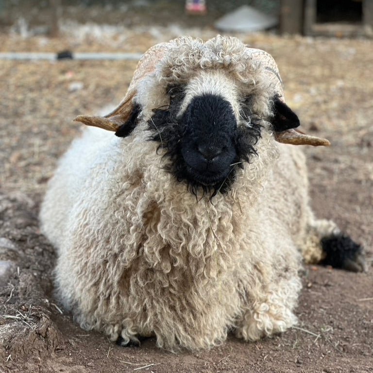 Large Valais Blacknose Throw (Lance) - Heritage Woolworks