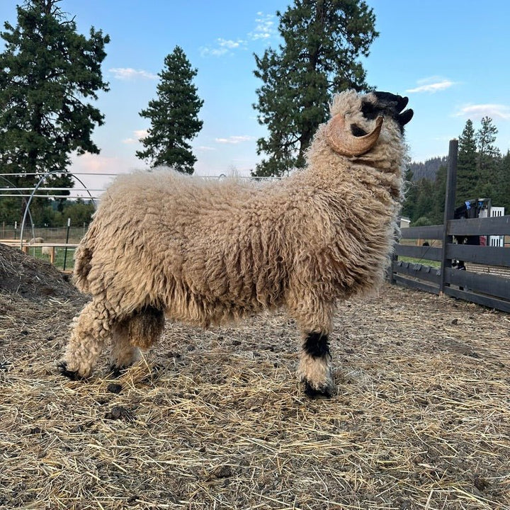 Large Valais Blacknose Throw (Lance) - Heritage Woolworks