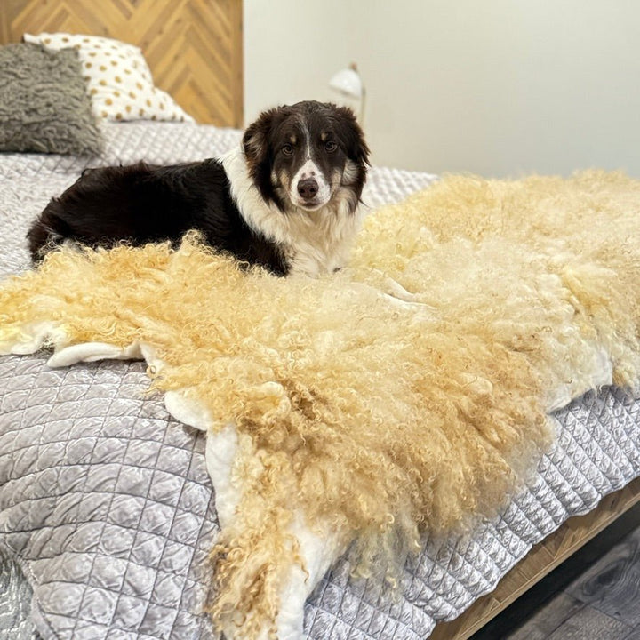 Large Valais Blacknose Throw (Lance) - Heritage Woolworks