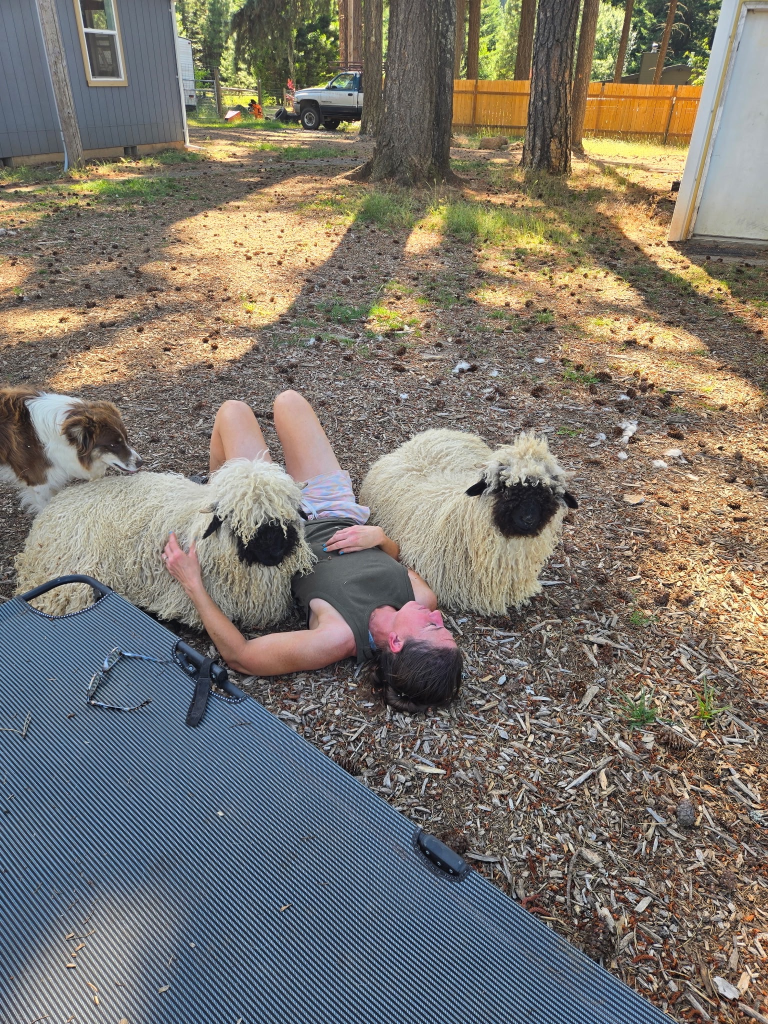 Resting in the shade between two relaxed Valais Blacknose while an Australian Shepherd looks on