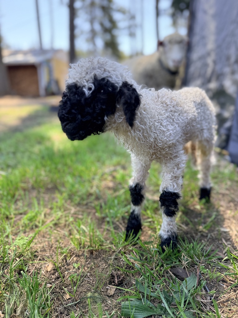 A purebred Valais Blacknose lamb born this season at Cloud Cap Valais