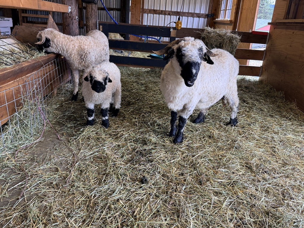Three generations of Valais Blacknose sheep together in the barn at Cloud Cap Valais