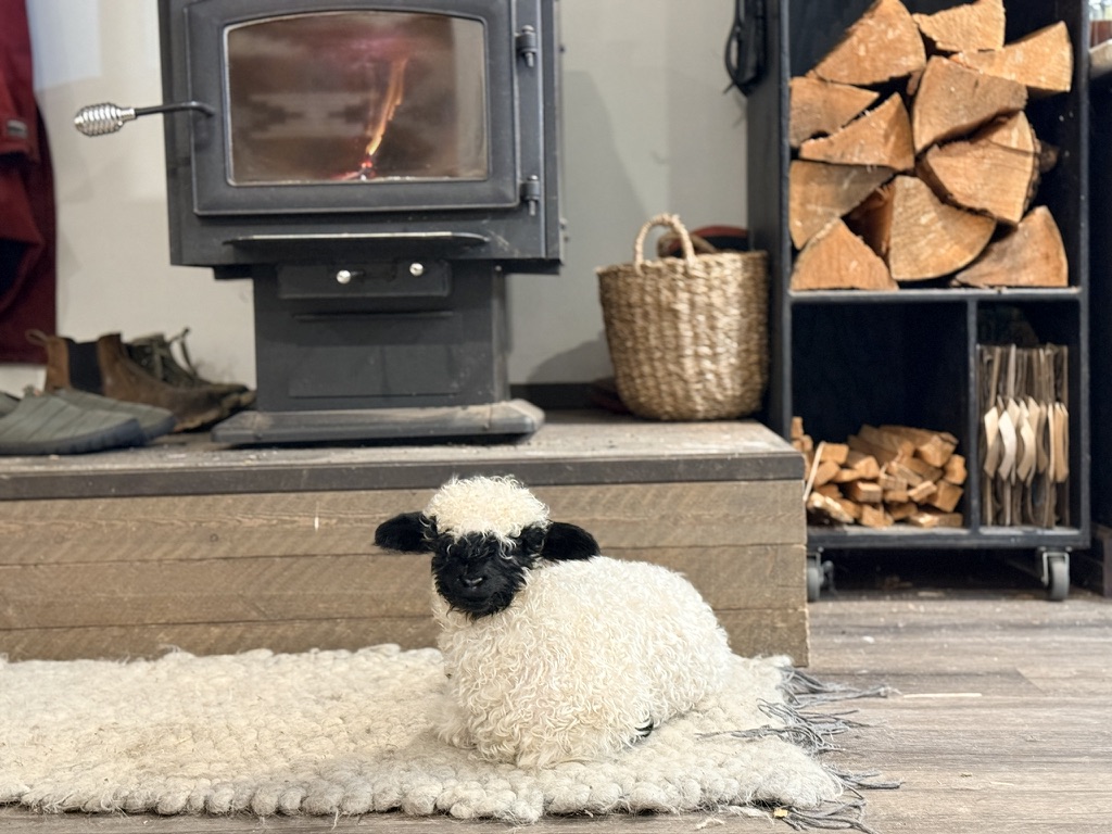 A Valais Blacknose lamb resting on a rug by the wood stove inside the farmhouse