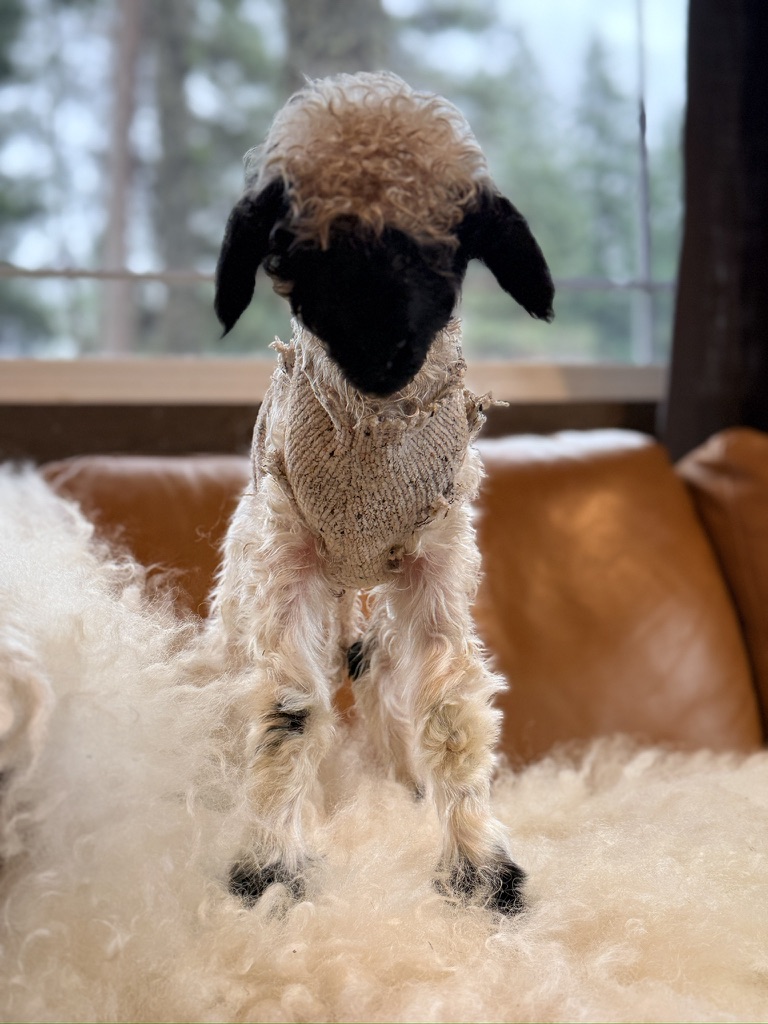 A Valais Blacknose lamb in a knit sweater standing by the window at Rancho Relaxo