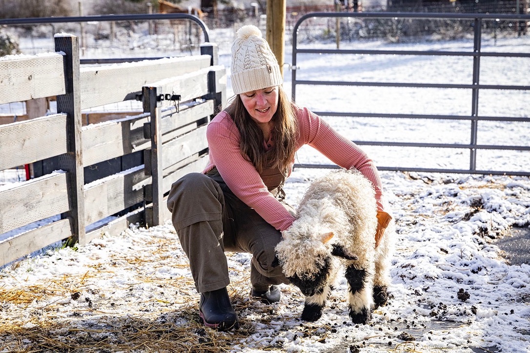 A shepherd greeting a Valais Blacknose lamb on a snowy winter morning at Cloud Cap Valais