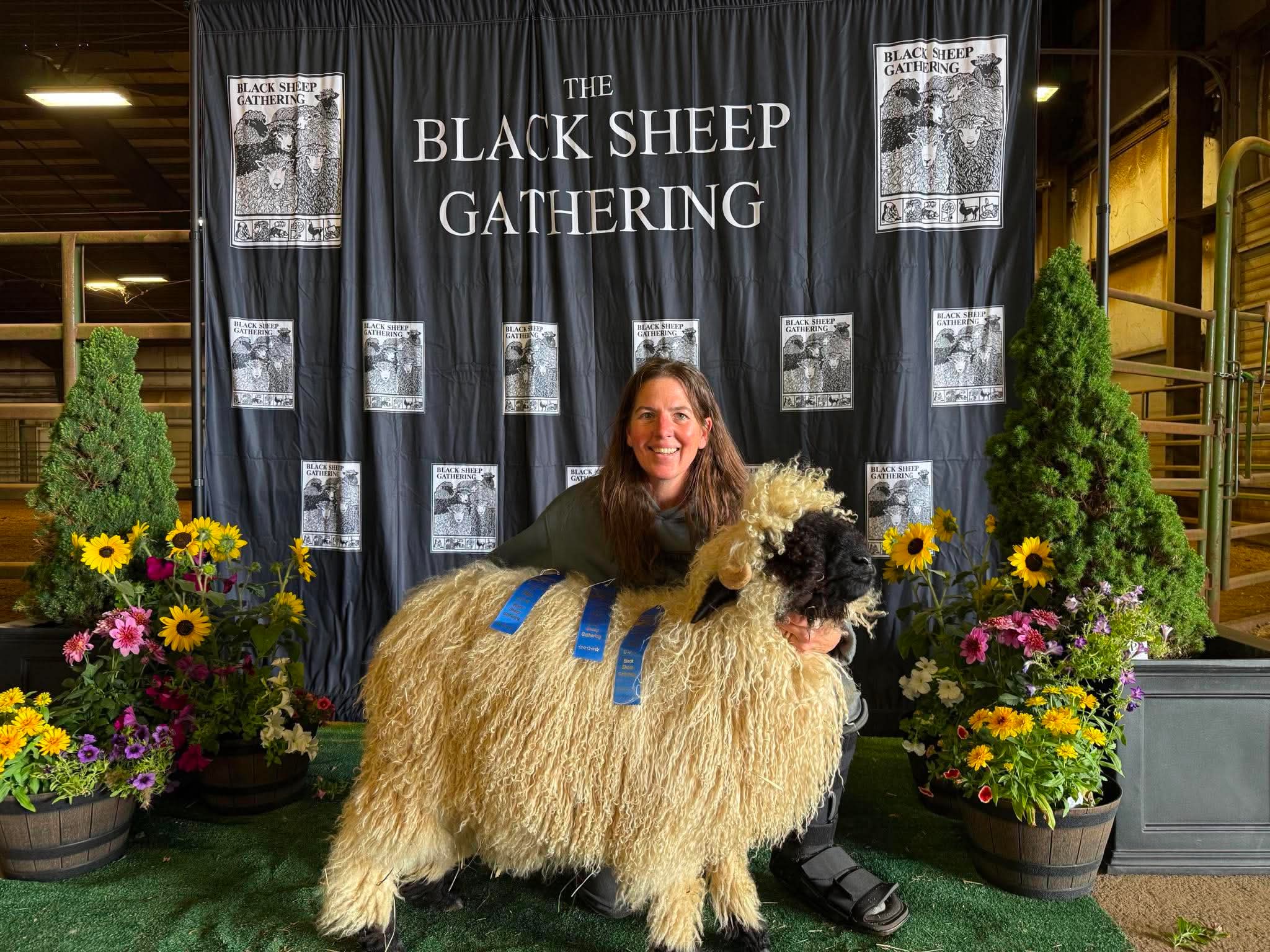 A Cloud Cap Valais Blacknose lamb wearing two blue first-place ribbons with its handler kneeling behind it, centered before the full Black Sheep Gathering backdrop and green show mat