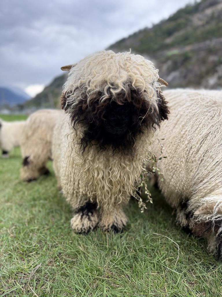 A Valais Blacknose sheep grazing in a green alpine pasture below the Swiss mountains