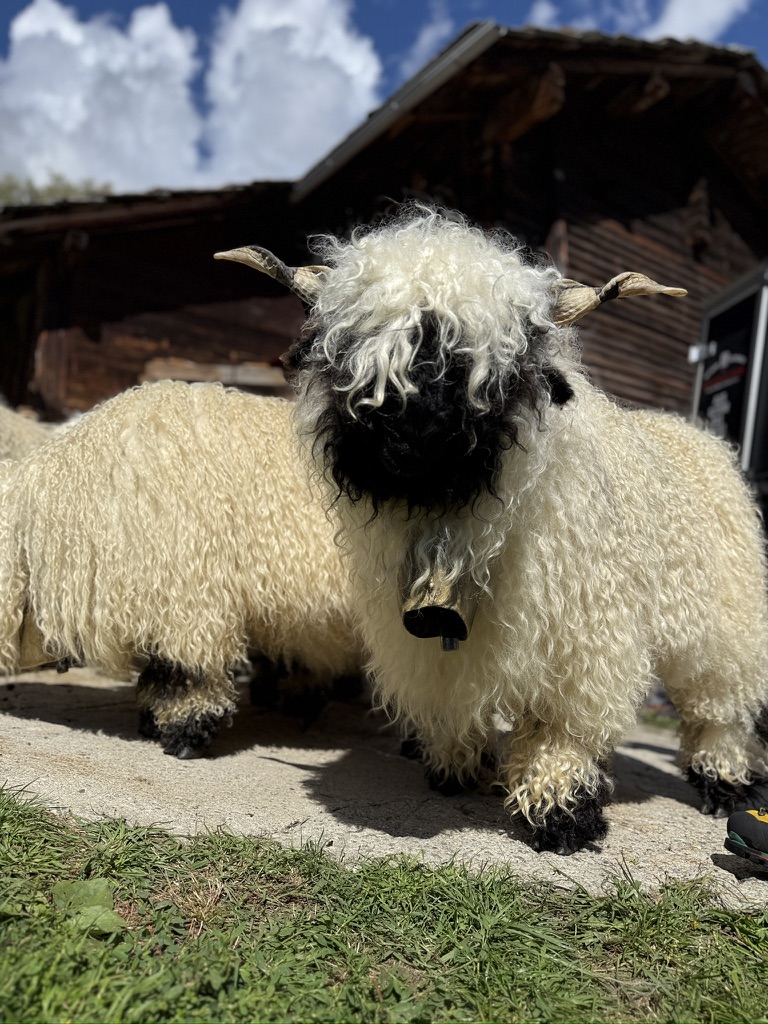 A horned Valais Blacknose wearing a bell standing before a traditional Swiss timber chalet