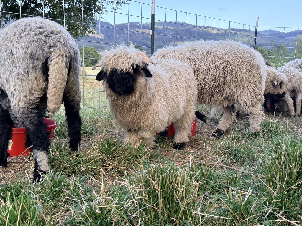 A Valais Blacknose ewe grazing with the flock at Cloud Cap Valais, with the Hood River Valley hills beyond