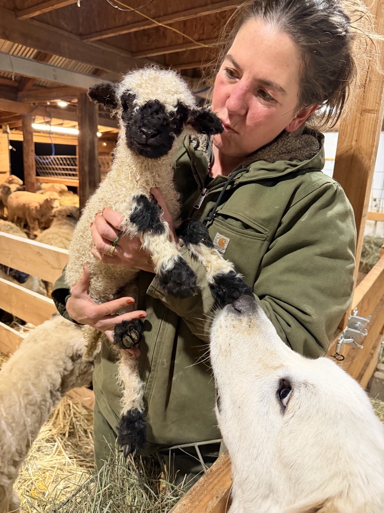 Jeri cradling a Valais Blacknose lamb in the barn as one of the flock's guardian dogs leans in