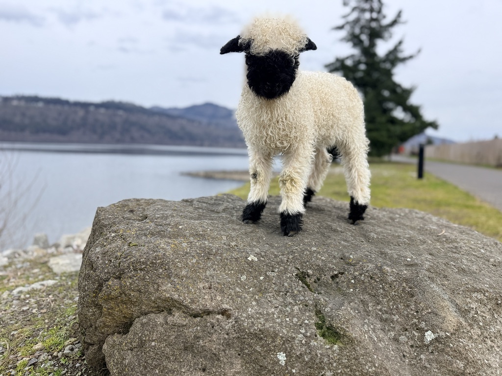 A curly Valais Blacknose lamb standing on a rock above the Columbia River Gorge at Cloud Cap Valais