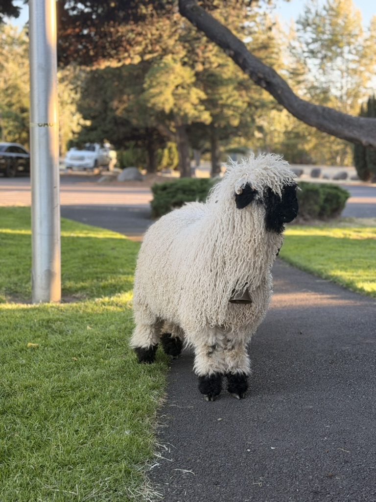 A Valais Blacknose sheep with a brass bell standing on a sunlit pathway at Cloud Cap Valais
