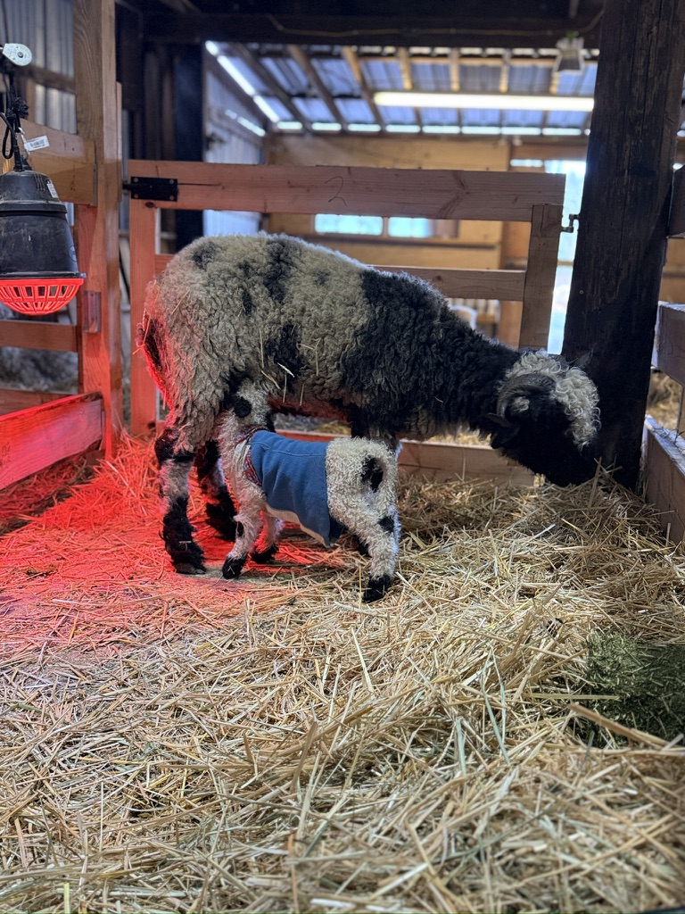 A newborn lamb in a warming coat under the heat lamp in the barn