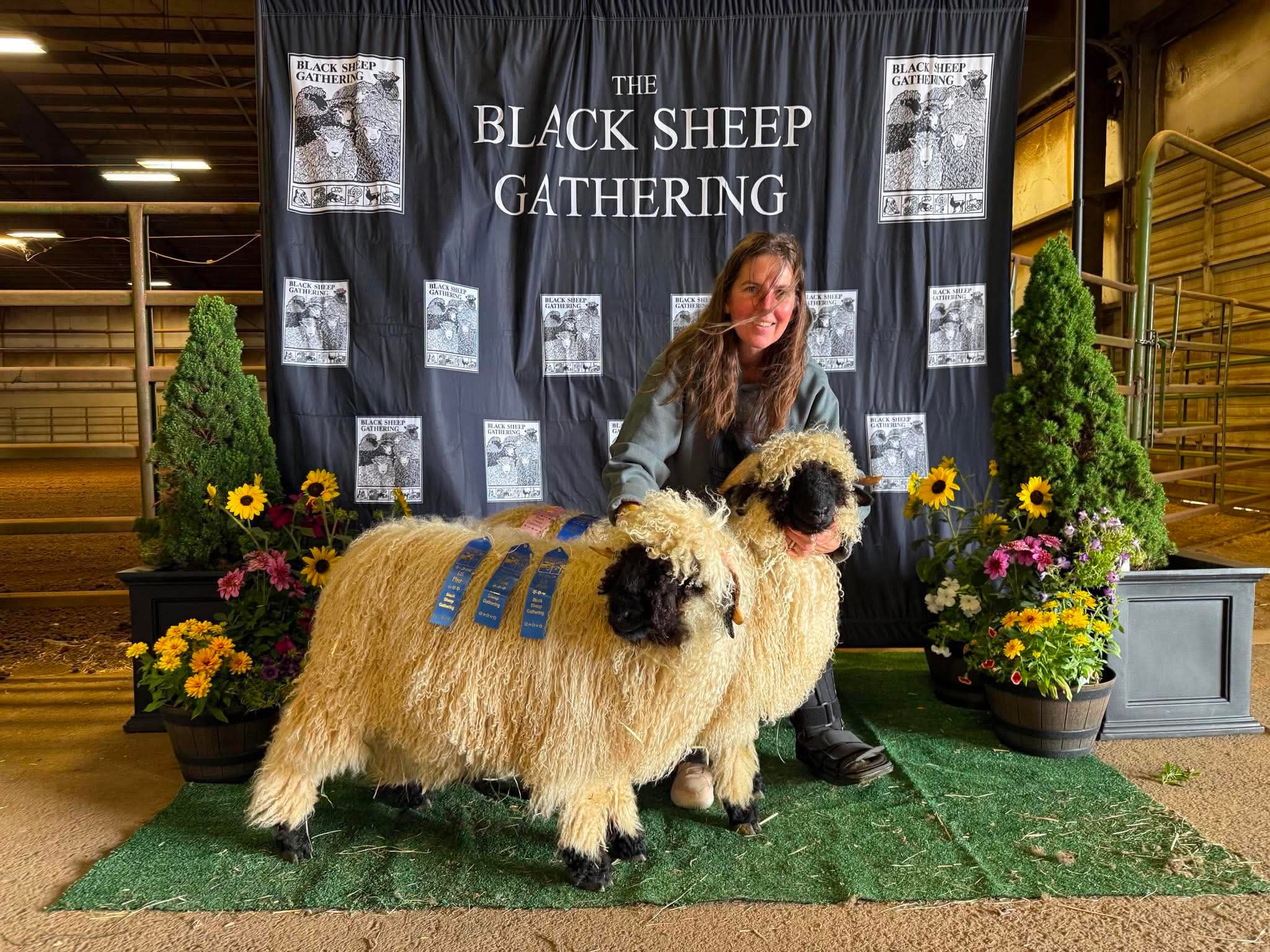 A pair of Cloud Cap Valais Blacknose lambs with blue first-place ribbons at The Black Sheep Gathering