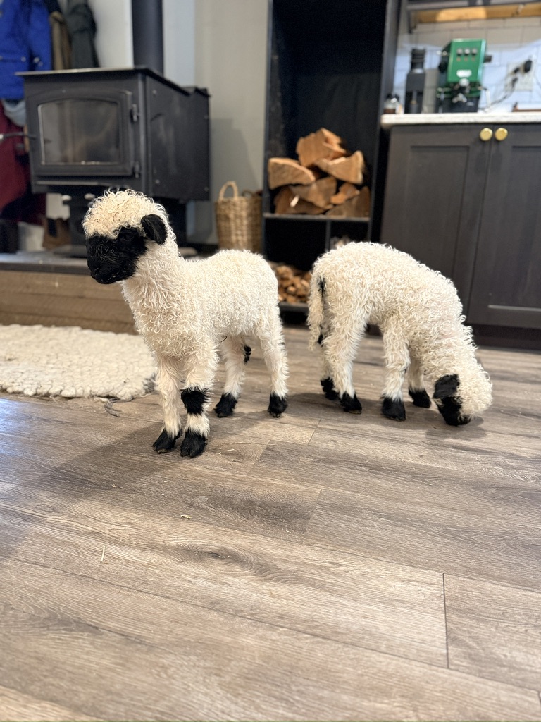 Two Valais Blacknose lambs by the wood stove inside the farmhouse at Cloud Cap Valais