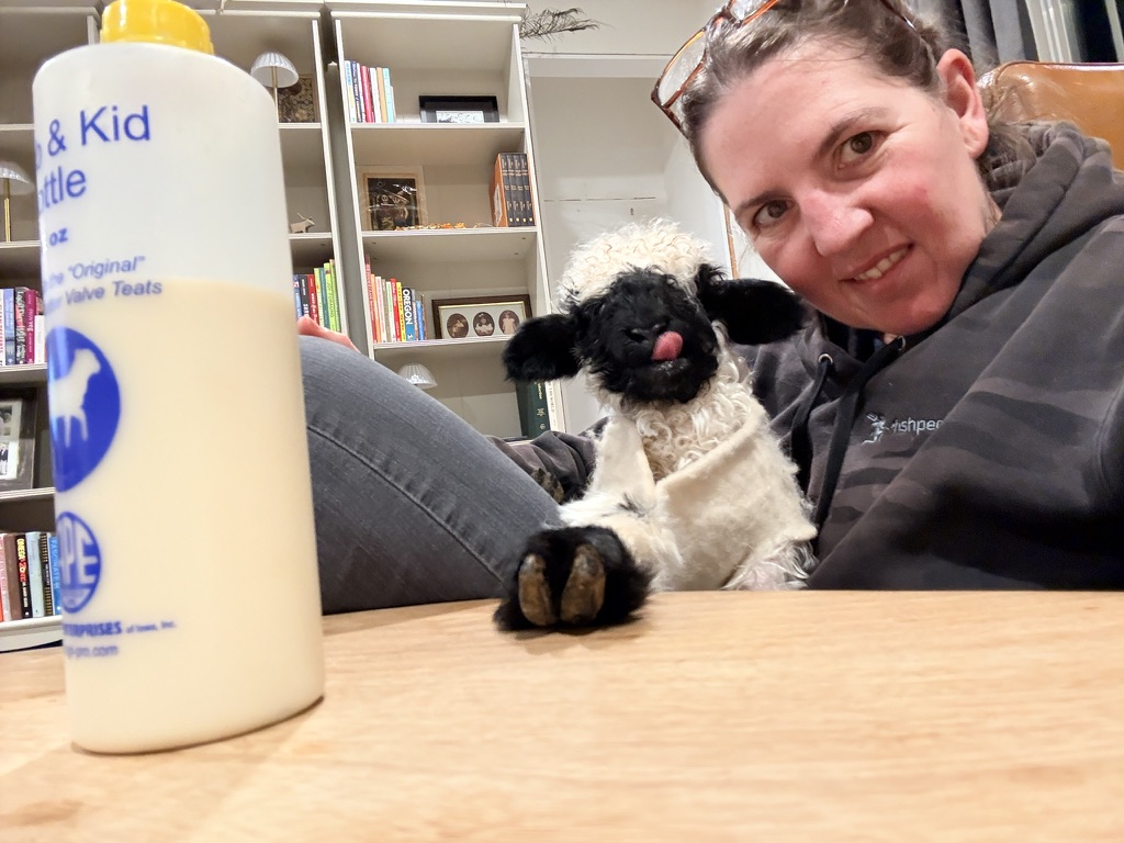A shepherd bottle-feeding a tiny Valais Blacknose lamb indoors at Cloud Cap Valais