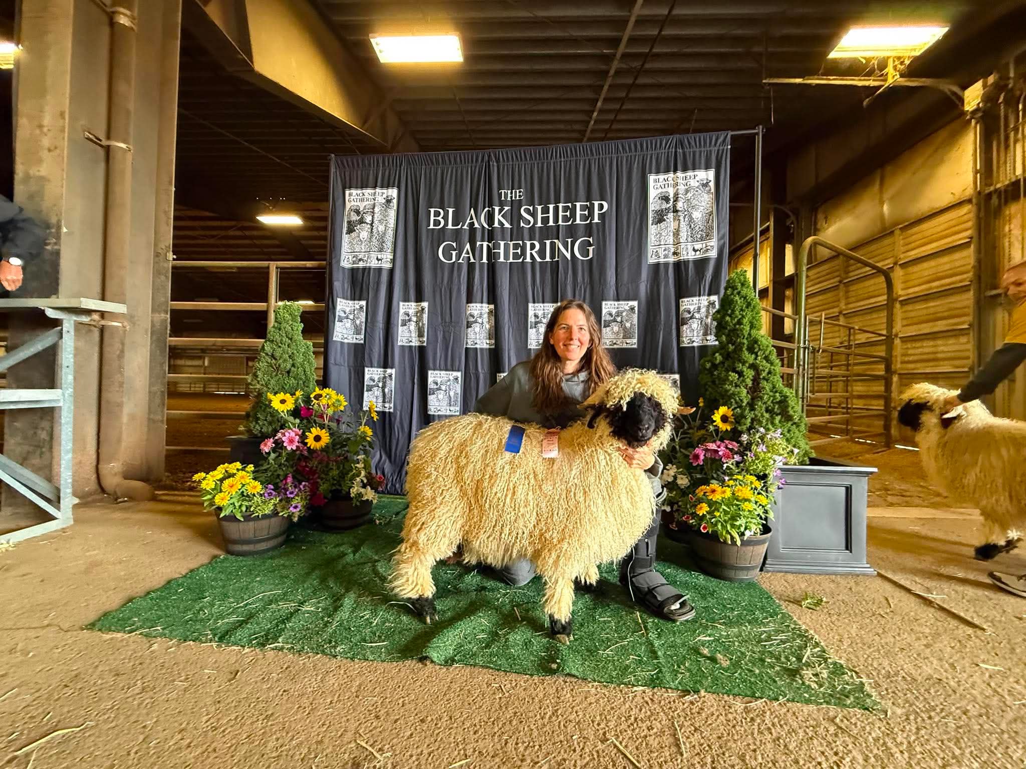 A Cloud Cap Valais Blacknose lamb with a blue ribbon kneeling with its handler before The Black Sheep Gathering backdrop
