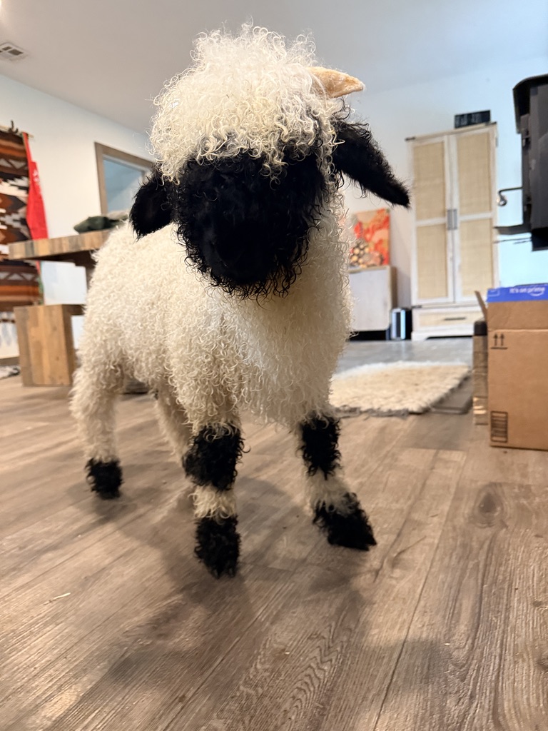 A curious Valais Blacknose lamb up close at Rancho Relaxo