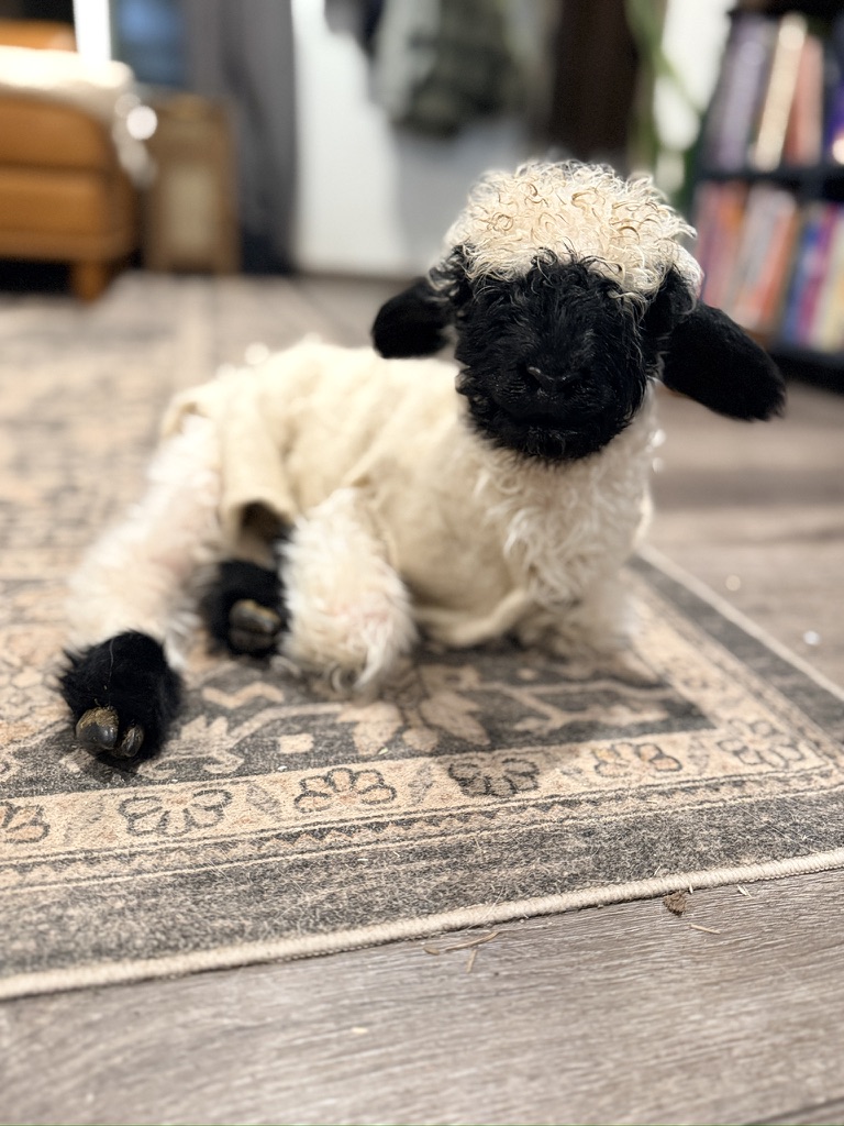 A newborn Valais Blacknose lamb resting on a rug indoors