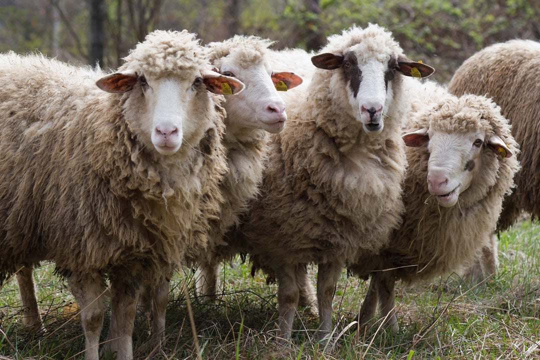 From Sheep to Yarn: A Journey through the Wool Crafting Process - Rancho Relaxo Farm