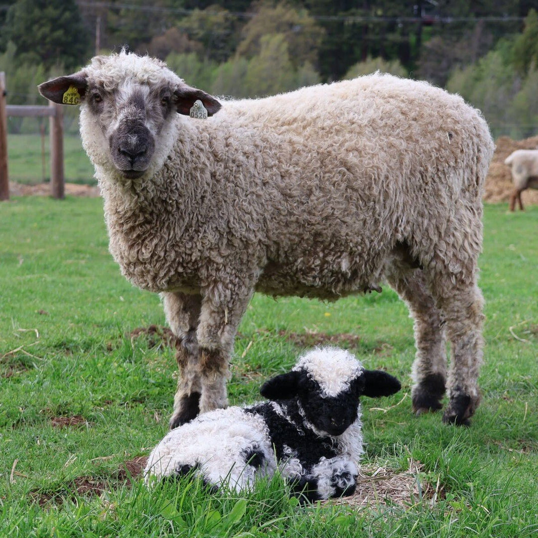 When the Flock Outgrows the Pasture… - Rancho Relaxo Farm