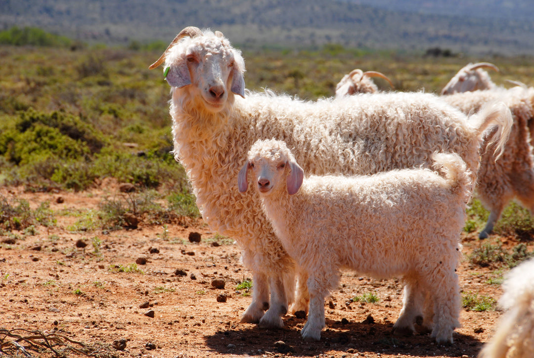 Raw Angora - Heritage Woolworks