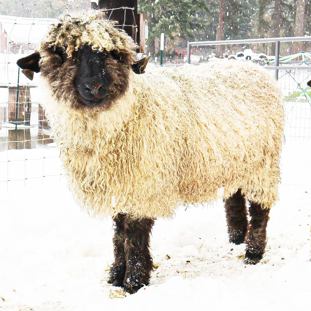 DIM OR06115 - 2011 Tina | f2 Ewe (75%) - Rancho Relaxo Farm