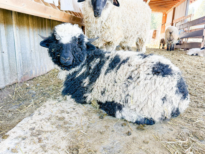 RLX Beatrice | F2 Ewe (75%) - Rancho Relaxo Farm