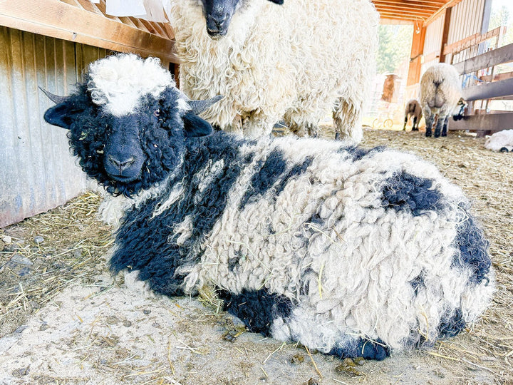 RLX Beatrice | F2 Ewe (75%) - Rancho Relaxo Farm