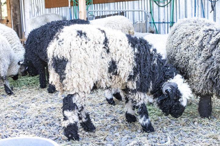 RLX Beatrice | F2 Ewe (75%) - Rancho Relaxo Farm
