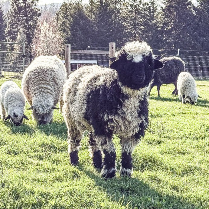 RLX Beatrice | F2 Ewe (75%) - Rancho Relaxo Farm