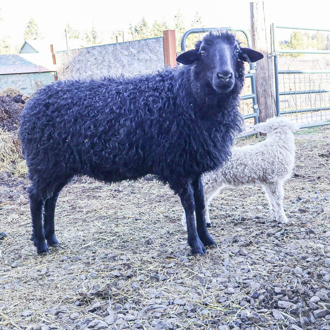 RLX Berdie | F1 Ewe (50%) - Rancho Relaxo Farm