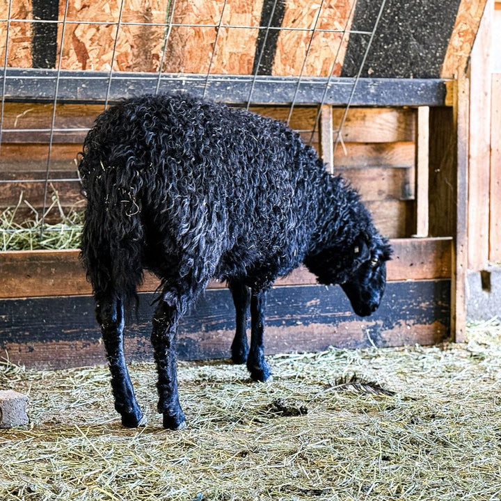 RLX Berdie | F1 Ewe (50%) - Rancho Relaxo Farm