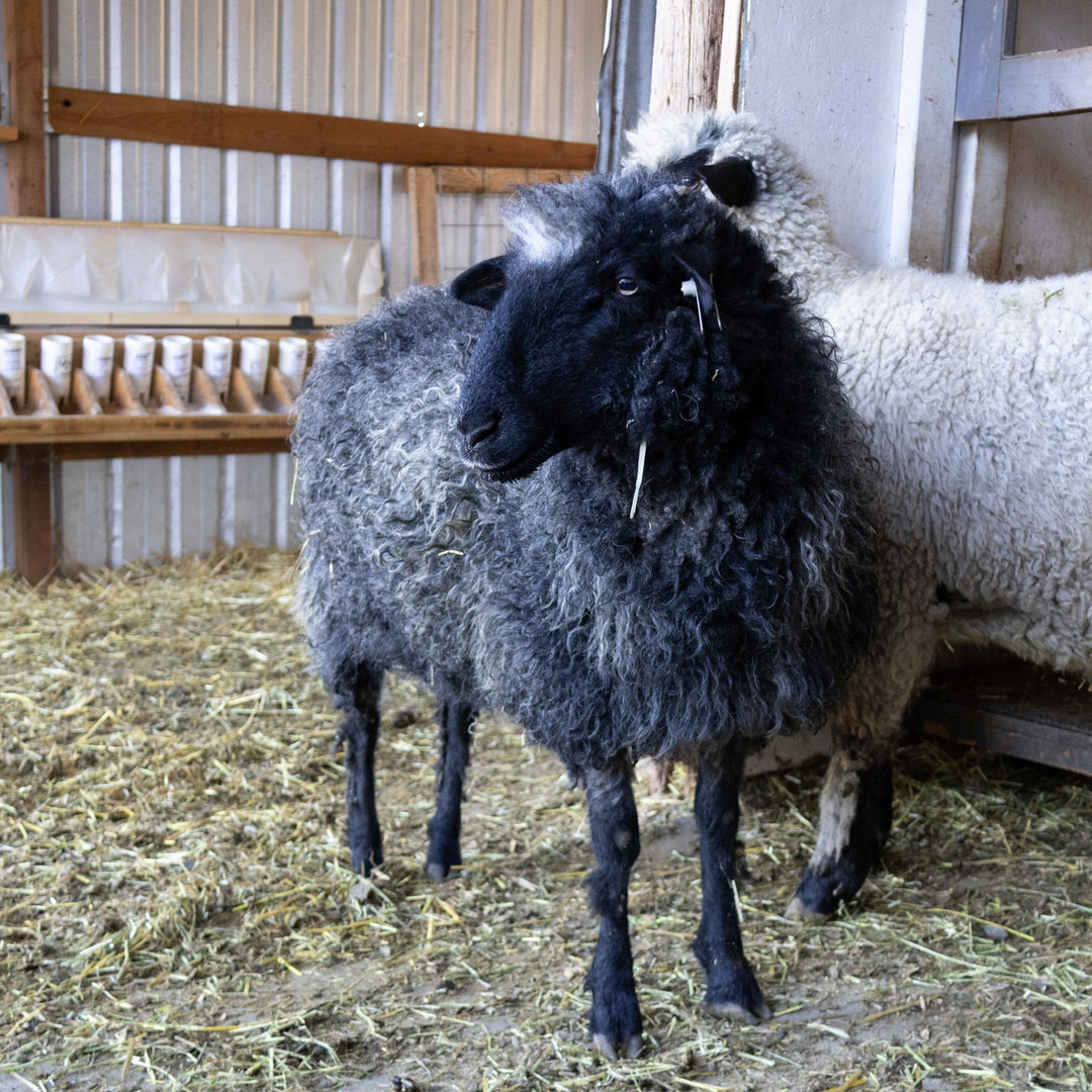 RLX Billi | F1 Ewe (50%) - Rancho Relaxo Farm