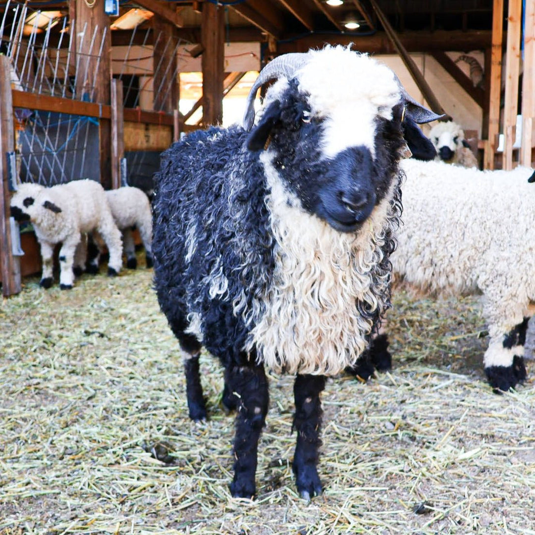 RLX Breeze | F1 Ewe (75%) - Rancho Relaxo Farm