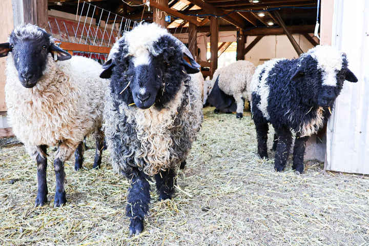 RLX Briar | F2 Ewe (75%) - Rancho Relaxo Farm