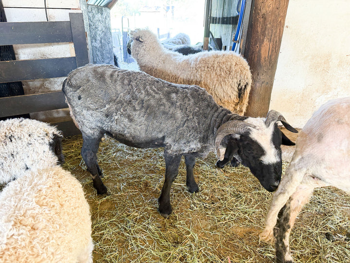RLX Briar | F2 Ewe (75%) - Rancho Relaxo Farm