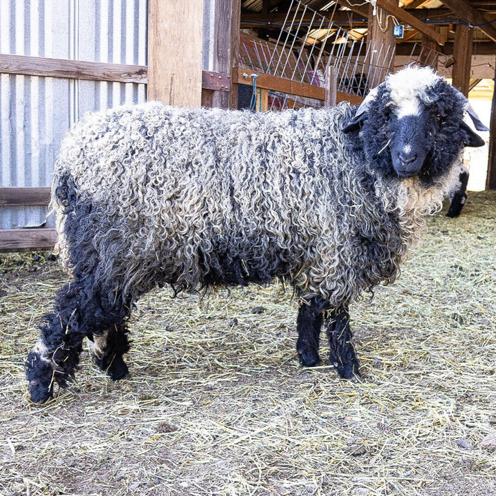 RLX Briar | F2 Ewe (75%) - Rancho Relaxo Farm