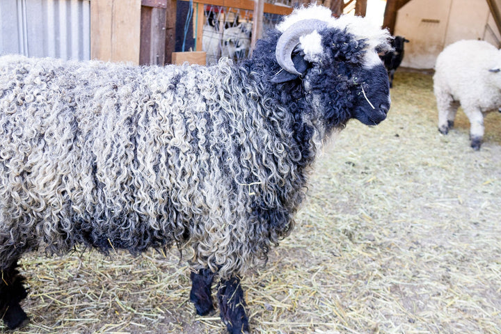RLX Briar | F2 Ewe (75%) - Rancho Relaxo Farm