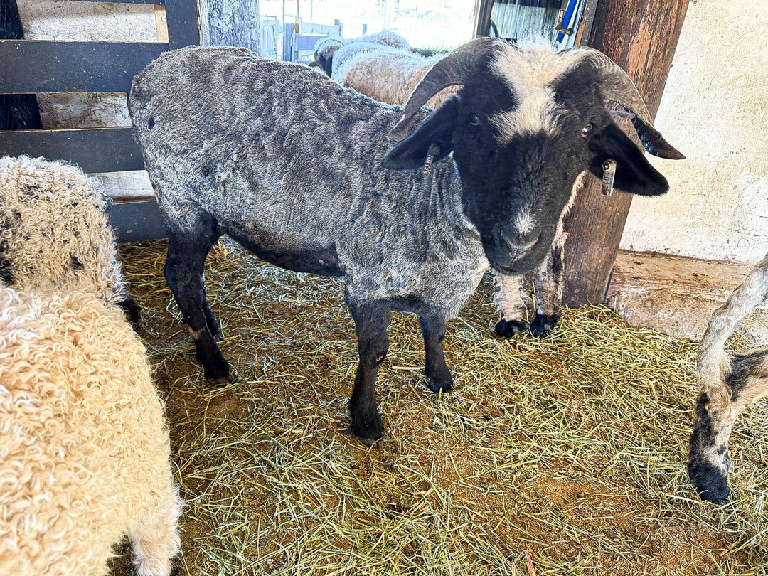 RLX Briar | F2 Ewe (75%) - Rancho Relaxo Farm