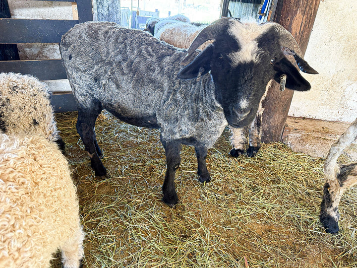 RLX Briar | F2 Ewe (75%) - Rancho Relaxo Farm