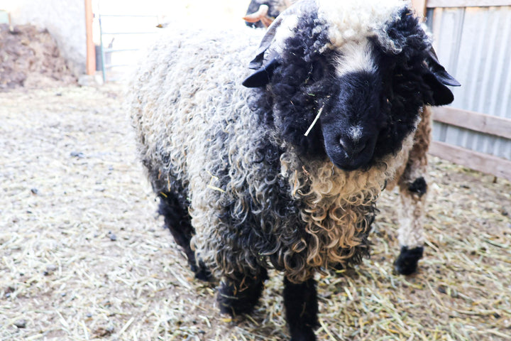 RLX Briar | F2 Ewe (75%) - Rancho Relaxo Farm