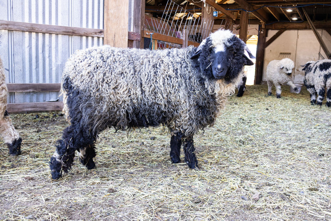 RLX Briar | F2 Ewe (75%) - Rancho Relaxo Farm