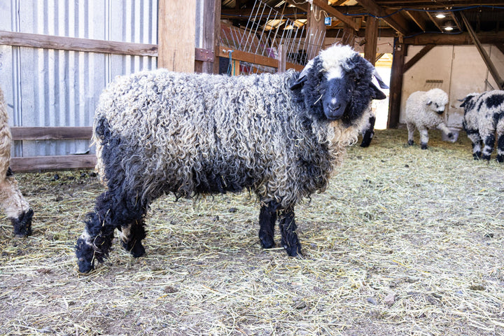 RLX Briar | F2 Ewe (75%) - Rancho Relaxo Farm