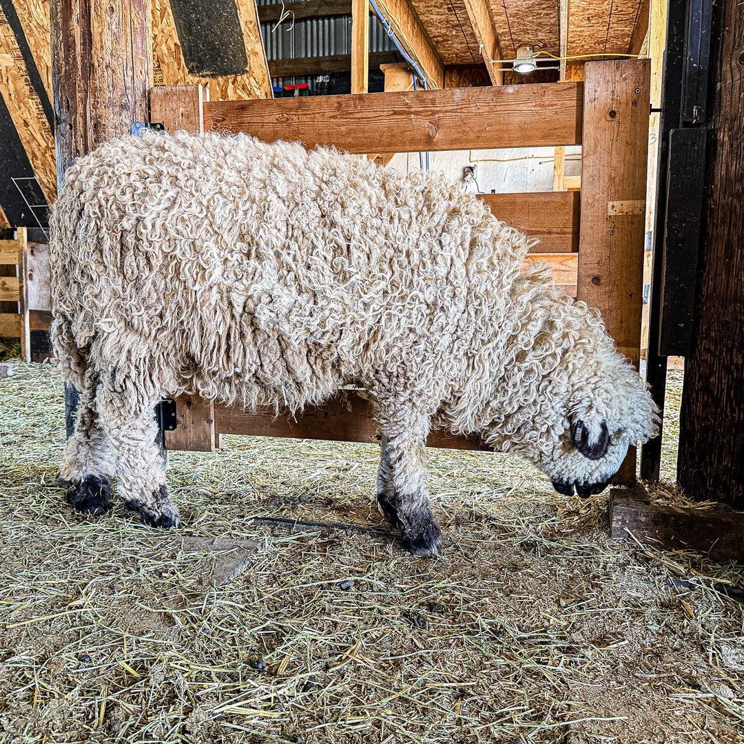 RLX Brooklyn | F1 Ewe (69%) - Rancho Relaxo Farm