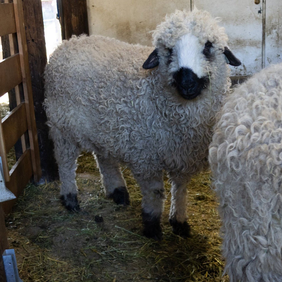 RLX Brooklyn | F1 Ewe (69%) - Rancho Relaxo Farm