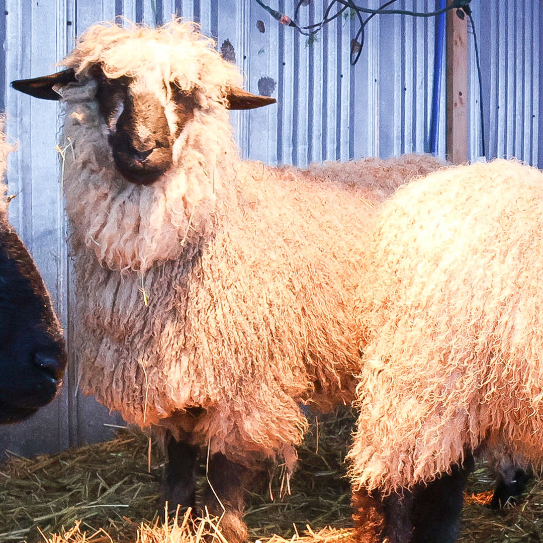 RLX Louise | F1+ Ewe (62.5%) - Rancho Relaxo Farm